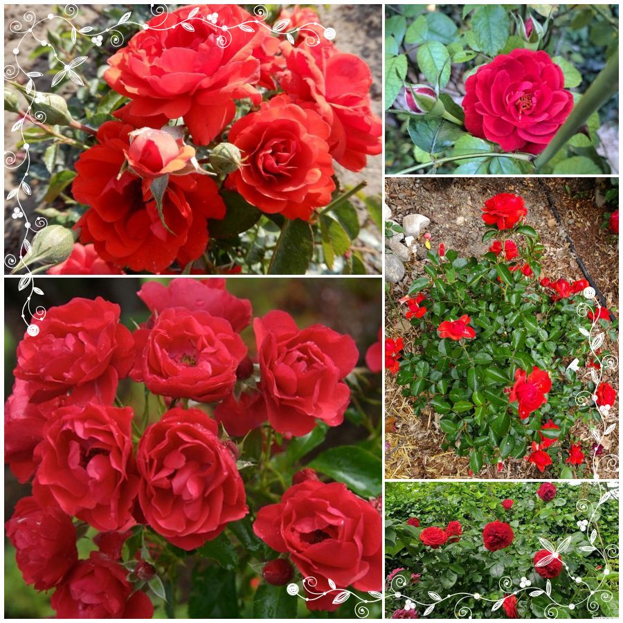 Scarlet Bonica róża rabatowa